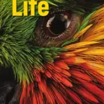 Life Beginner, Third Edition (British English) – Original PDF + Resources