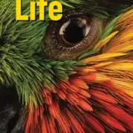Life 1, Third Edition (American English) [Original PDF + Resources]