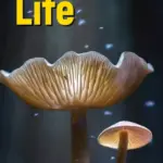 Life 2, Third Edition (American English) [Original PDF + Resources]
