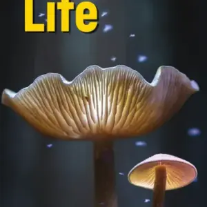 Life Elemetary, Third Edition (British English)  - Original PDF + Resources
