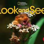 Look and See (American English) 1 [High Quality PDF + Resources]